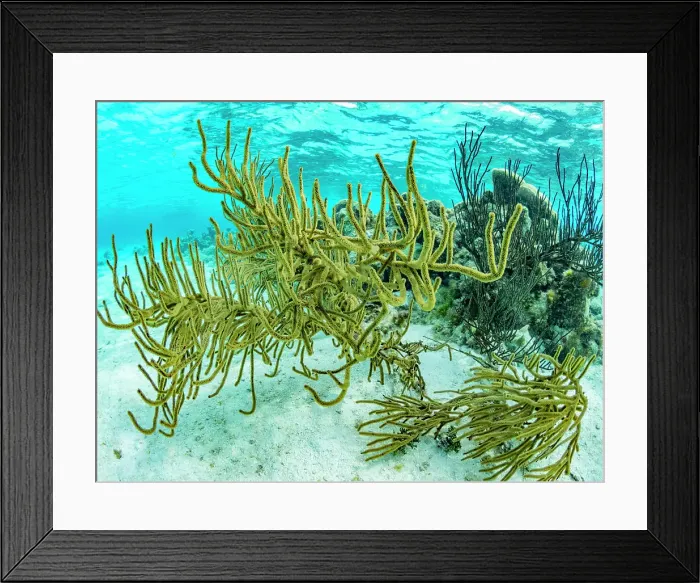 Framed Print : Underwater view of of the reef system at Half Moon Caye, UNESCO, Mesoamerican Barrier Reef, Belize Framed Print : Underwater view of of the reef system at Half Moon Caye, UNESCO, Mesoamerican Barrier Reef, Belize
