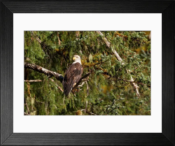 Framed Print : Adult bald eagle (Haliaeetus leucocephalus) perched in Sitka spruce tree, Southeast Alaska, United States of America Framed Print : Adult bald eagle (Haliaeetus leucocephalus) perched in Sitka spruce tree, Southeast Alaska, United States of America
