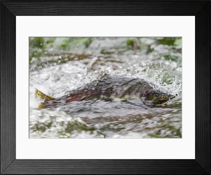 Framed Print : Dead and dying pink salmon (Oncorhynchus gorbuscha) gathering after the spawn just outside of Sitka, Alaska, United States of America Framed Print : Dead and dying pink salmon (Oncorhynchus gorbuscha) gathering after the spawn just outside of Sitka, Alaska, United States of America