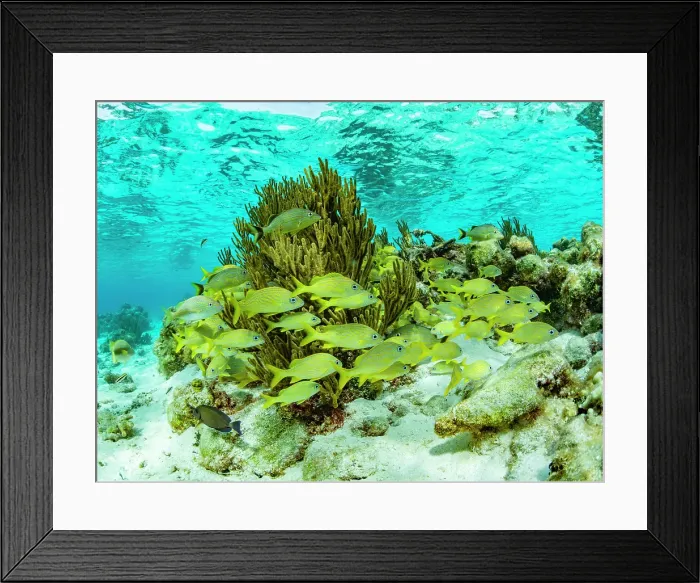 Framed Print : Underwater view of of the reef system at Half Moon Caye, UNESCO, Mesoamerican Barrier Reef, Belize Framed Print : Underwater view of of the reef system at Half Moon Caye, UNESCO, Mesoamerican Barrier Reef, Belize