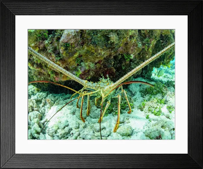 Framed Print : Caribbean spiny lobster (Panulirus argus), underwater at Half Moon Caye, UNESCO, Mesoamerican Barrier Reef, Belize Framed Print : Caribbean spiny lobster (Panulirus argus), underwater at Half Moon Caye, UNESCO, Mesoamerican Barrier Reef, Belize