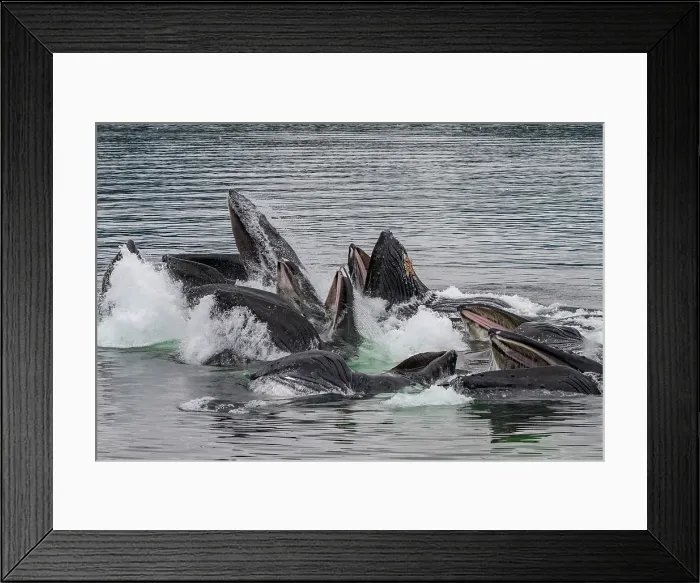 Framed Print : Adult humpback whales (Megaptera novaeangliae) co-operatively bubble-net feeding in Southeast Alaska, United States of America Framed Print : Adult humpback whales (Megaptera novaeangliae) co-operatively bubble-net feeding in Southeast Alaska, United States of America