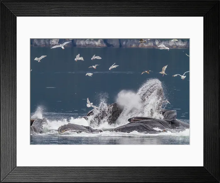 Framed Print : Adult humpback whales (Megaptera novaeangliae) co-operatively bubble-net feeding in Southeast Alaska, United States of America Framed Print : Adult humpback whales (Megaptera novaeangliae) co-operatively bubble-net feeding in Southeast Alaska, United States of America