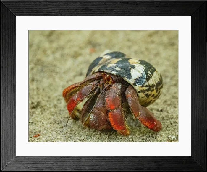 Framed Print : Caribbean land hermit crab (Coenobita clypeatus), Half Moon Caye, UNESCO, Mesoamerican Barrier Reef, Belize