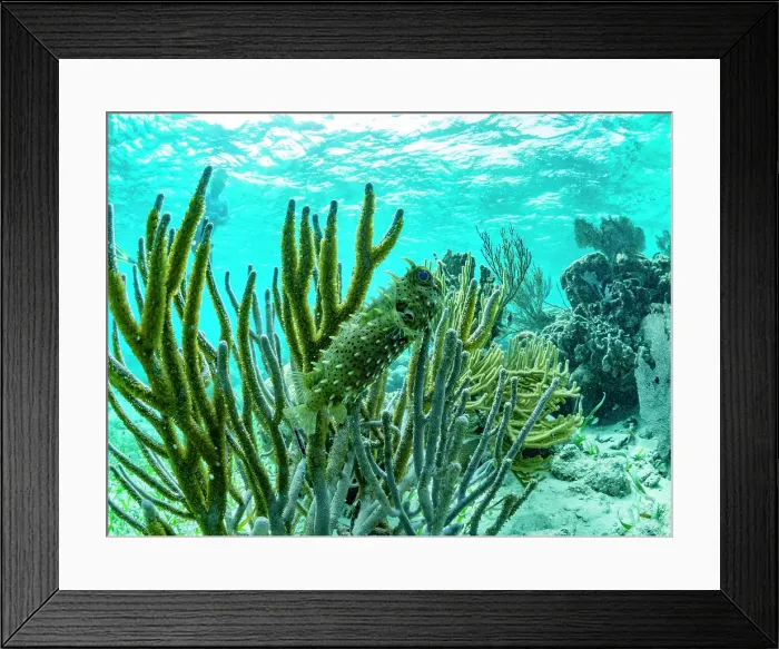 Framed Print : A myriad of fish and coral underwater at Hol Chan Marine Preserve, inside the Mesoamerican Barrier Reef, Belize Framed Print : A myriad of fish and coral underwater at Hol Chan Marine Preserve, inside the Mesoamerican Barrier Reef, Belize