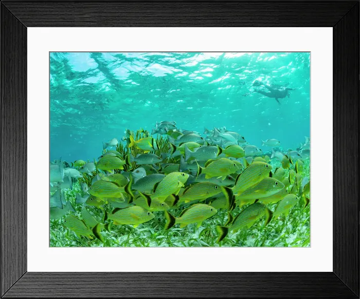 Framed Print : A myriad of fish and coral underwater at Hol Chan Marine Preserve, inside the Mesoamerican Barrier Reef, Belize Framed Print : A myriad of fish and coral underwater at Hol Chan Marine Preserve, inside the Mesoamerican Barrier Reef, Belize