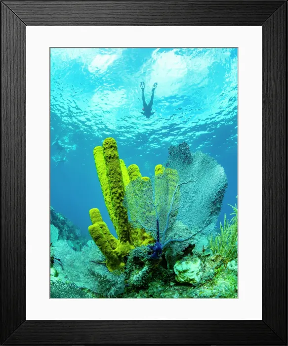 Framed Print : Soft corals and sponges underwater on Long Caye in the Mesoamerican Barrier Reef, Belize Framed Print : Soft corals and sponges underwater on Long Caye in the Mesoamerican Barrier Reef, Belize