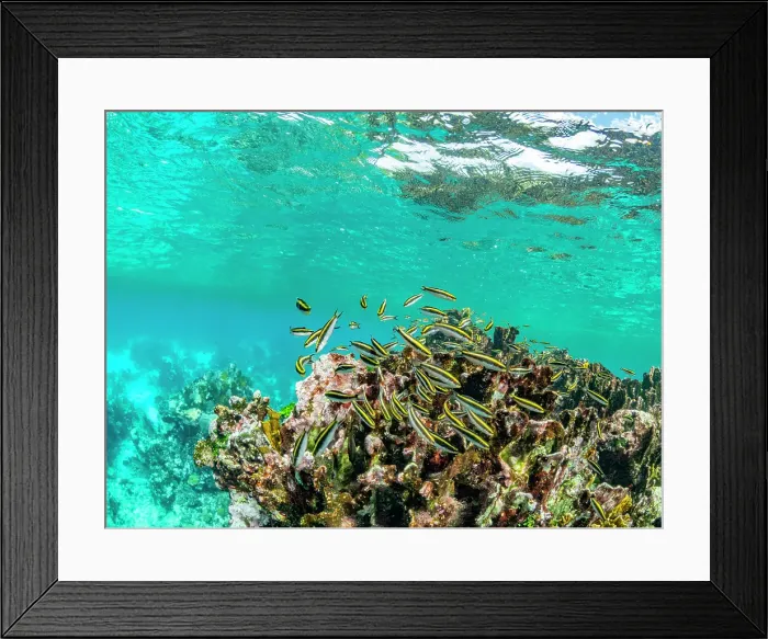 Framed Print : A myriad of fish and coral underwater at Hol Chan Marine Preserve, inside the Mesoamerican Barrier Reef, Belize