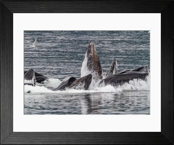 Framed Print : Adult humpback whales (Megaptera novaeangliae) co-operatively bubble-net feeding in Southeast Alaska, United States of America Framed Print : Adult humpback whales (Megaptera novaeangliae) co-operatively bubble-net feeding in Southeast Alaska, United States of America