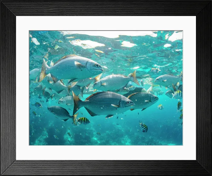 Framed Print : Brassy chubs (Kyphosus vaigiensis), being fed by boat operators inside the Mesoamerican Barrier Reef, Belize
