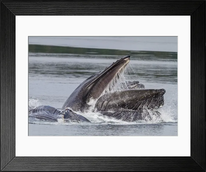 Framed Print : Adult humpback whales (Megaptera novaeangliae) co-operatively bubble-net feeding in Southeast Alaska, United States of America Framed Print : Adult humpback whales (Megaptera novaeangliae) co-operatively bubble-net feeding in Southeast Alaska, United States of America