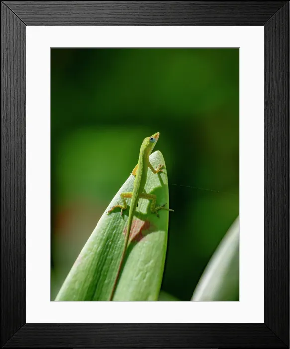 Framed Print : An adult anole from the Genus Anolis, Half Moon Caye, inside the Mesoamerican Barrier Reef, Belize Framed Print : An adult anole from the Genus Anolis, Half Moon Caye, inside the Mesoamerican Barrier Reef, Belize