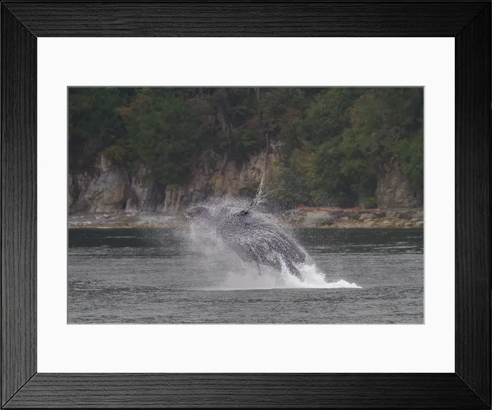 Framed Print : Adult humpback whale (Megaptera novaeangliae) breaching along the west side of Chatham Strait in Alaska, United States of America Framed Print : Adult humpback whale (Megaptera novaeangliae) breaching along the west side of Chatham Strait in Alaska, United States of America