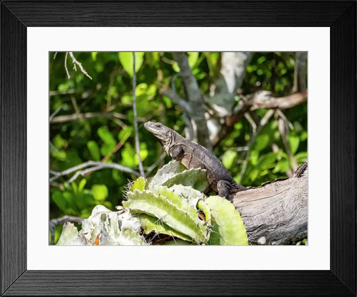 Framed Print : Black Spiny-tailed iguana (Ctenosaura similis), on New River near Lamanai, Belize