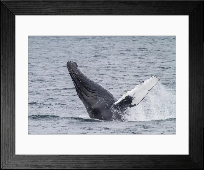 Framed Print : Adult humpback whale (Megaptera novaeangliae) breaching along the west side of Chatham Strait in Alaska, United States of America Framed Print : Adult humpback whale (Megaptera novaeangliae) breaching along the west side of Chatham Strait in Alaska, United States of America