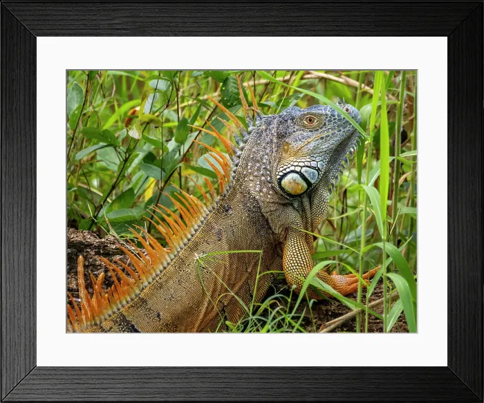 Framed Print : Adult male green iguana (Iguana iguana), on New River near Lamanai, Belize