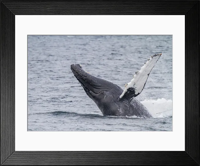 Framed Print : Adult humpback whale (Megaptera novaeangliae) breaching along the west side of Chatham Strait in Alaska, United States of America Framed Print : Adult humpback whale (Megaptera novaeangliae) breaching along the west side of Chatham Strait in Alaska, United States of America
