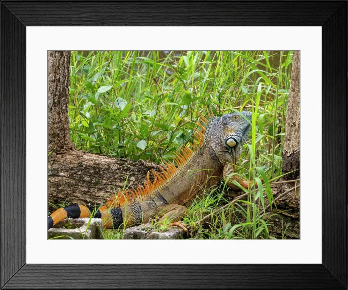 Framed Print : Adult male green iguana (Iguana iguana), on New River near Lamanai, Belize Framed Print : Adult male green iguana (Iguana iguana), on New River near Lamanai, Belize