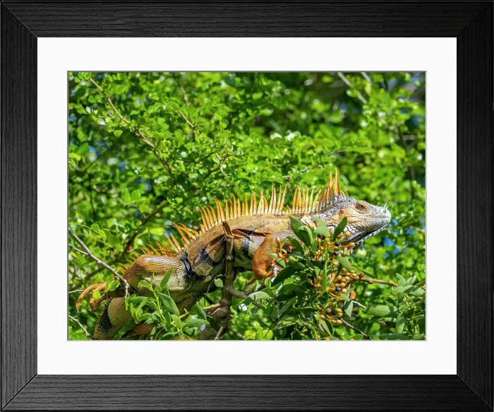 Framed Print : Adult male green iguana (Iguana iguana), on New River near Lamanai, Belize Framed Print : Adult male green iguana (Iguana iguana), on New River near Lamanai, Belize