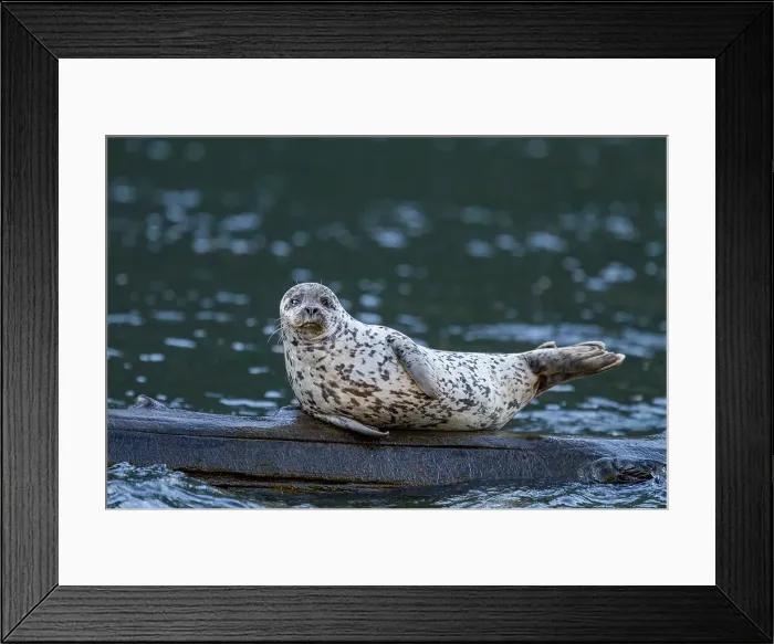 Framed Print : Harbor seal (Phoca vitulina) hauled out on submerged log in Misty Fjords National Monument, Southeast Alaska, United States of America Framed Print : Harbor seal (Phoca vitulina) hauled out on submerged log in Misty Fjords National Monument, Southeast Alaska, United States of America