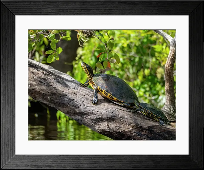 Framed Print : A pair of Mesoamerican sliders (Trachemys venusta), on New River near Lamanai, Belize Framed Print : A pair of Mesoamerican sliders (Trachemys venusta), on New River near Lamanai, Belize