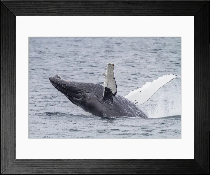Framed Print : Adult humpback whale (Megaptera novaeangliae) breaching along the west side of Chatham Strait in Alaska, United States of America Framed Print : Adult humpback whale (Megaptera novaeangliae) breaching along the west side of Chatham Strait in Alaska, United States of America