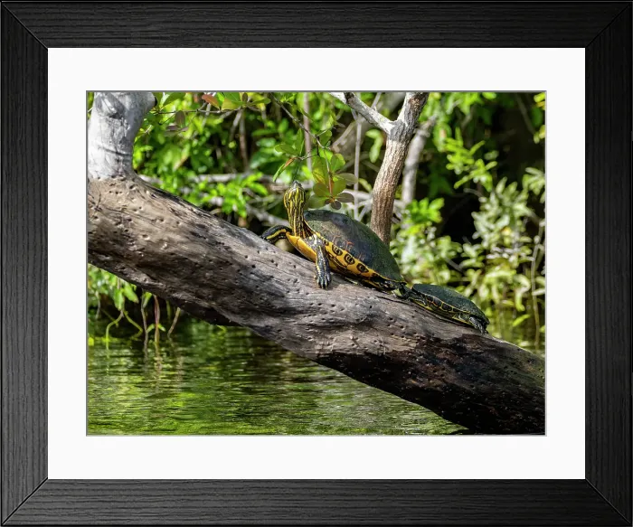 Framed Print : A pair of Mesoamerican sliders (Trachemys venusta), on New River near Lamanai, Belize Framed Print : A pair of Mesoamerican sliders (Trachemys venusta), on New River near Lamanai, Belize