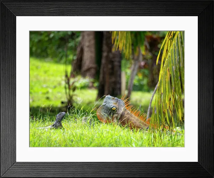 Framed Print : Adult male green iguana (Iguana iguana), on New River near Lamanai, Belize Framed Print : Adult male green iguana (Iguana iguana), on New River near Lamanai, Belize