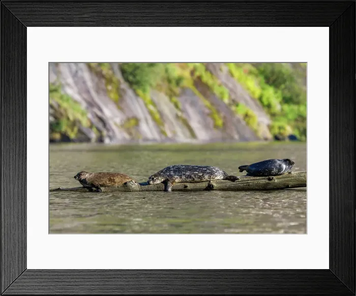 Framed Print : Harbor seals (Phoca vitulina) hauled out on submerged log in Misty Fjords National Monument, Southeast Alaska, United States of America Framed Print : Harbor seals (Phoca vitulina) hauled out on submerged log in Misty Fjords National Monument, Southeast Alaska, United States of America