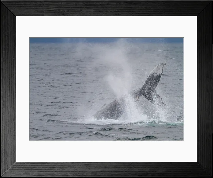 Framed Print : Adult humpback whale (Megaptera novaeangliae) tail throw among feeding whales in Southeast Alaska, United States of America Framed Print : Adult humpback whale (Megaptera novaeangliae) tail throw among feeding whales in Southeast Alaska, United States of America