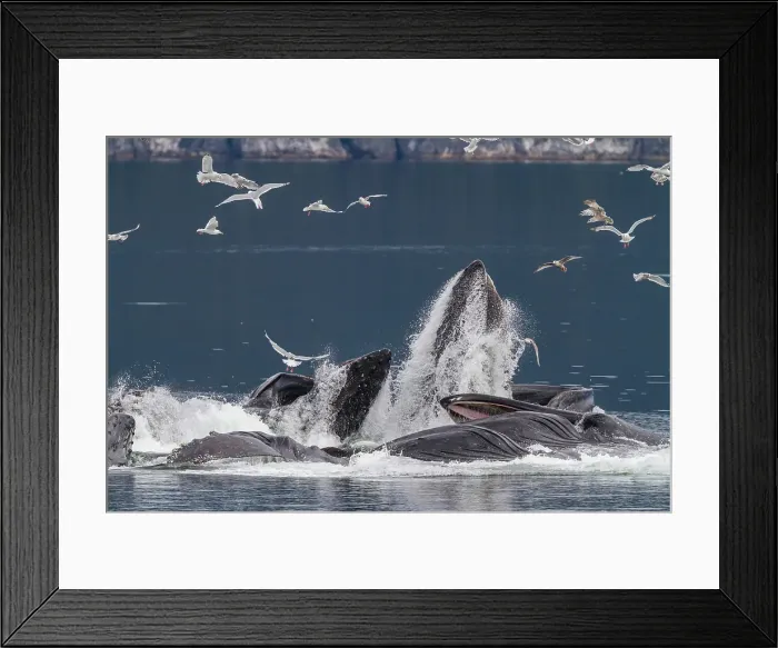 Framed Print : Adult humpback whales (Megaptera novaeangliae) co-operatively bubble-net feeding in Southeast Alaska, United States of America Framed Print : Adult humpback whales (Megaptera novaeangliae) co-operatively bubble-net feeding in Southeast Alaska, United States of America