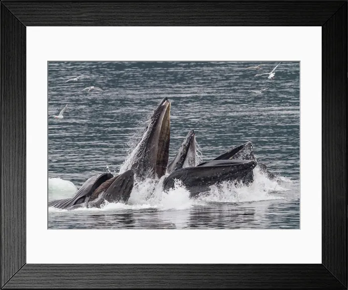 Framed Print : Adult humpback whales (Megaptera novaeangliae) co-operatively bubble-net feeding in Southeast Alaska, United States of America Framed Print : Adult humpback whales (Megaptera novaeangliae) co-operatively bubble-net feeding in Southeast Alaska, United States of America