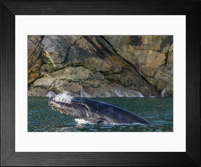 Framed Print : Adult humpback whale (Megaptera novaeangliae) breaching along the west side of Chatham Strait in Alaska, United States of America Framed Print : Adult humpback whale (Megaptera novaeangliae) breaching along the west side of Chatham Strait in Alaska, United States of America