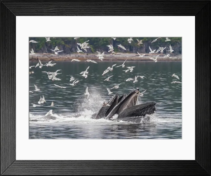 Framed Print : Adult humpback whales (Megaptera novaeangliae) co-operatively bubble-net feeding in Southeast Alaska, United States of America Framed Print : Adult humpback whales (Megaptera novaeangliae) co-operatively bubble-net feeding in Southeast Alaska, United States of America