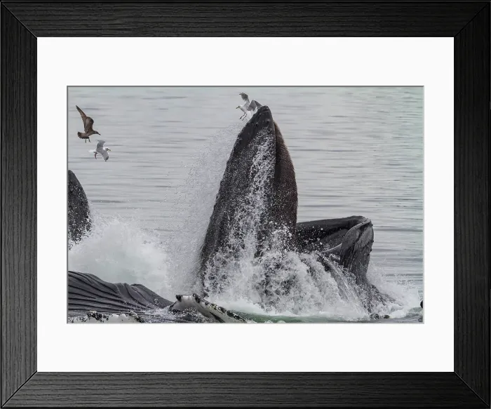 Framed Print : Adult humpback whales (Megaptera novaeangliae) co-operatively bubble-net feeding in Southeast Alaska, United States of America Framed Print : Adult humpback whales (Megaptera novaeangliae) co-operatively bubble-net feeding in Southeast Alaska, United States of America