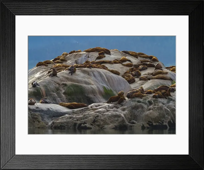Framed Print : Northern (Steller) sea lions, (Eumetopias jubatus), hauled out on South Marble Island, Glacier Bay National Park, Alaska, United States of America