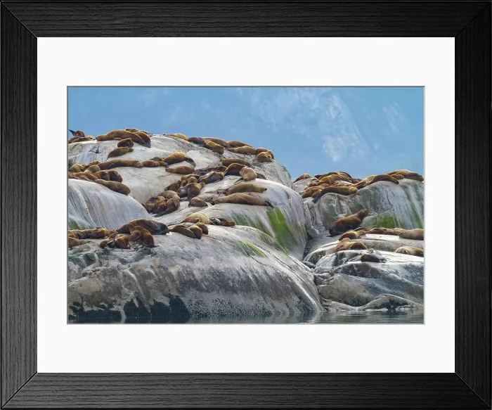 Framed Print : Northern (Steller) sea lions, (Eumetopias jubatus), hauled out on South Marble Island, Glacier Bay National Park, Alaska, United States of America Framed Print : Northern (Steller) sea lions, (Eumetopias jubatus), hauled out on South Marble Island, Glacier Bay National Park, Alaska, United States of America
