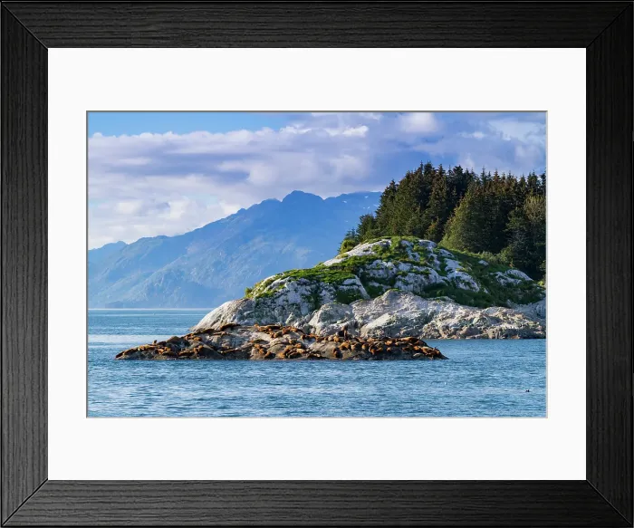 Framed Print : Northern (Steller) sea lions, (Eumetopias jubatus), hauled out on South Marble Island, Glacier Bay National Park, Alaska, United States of America