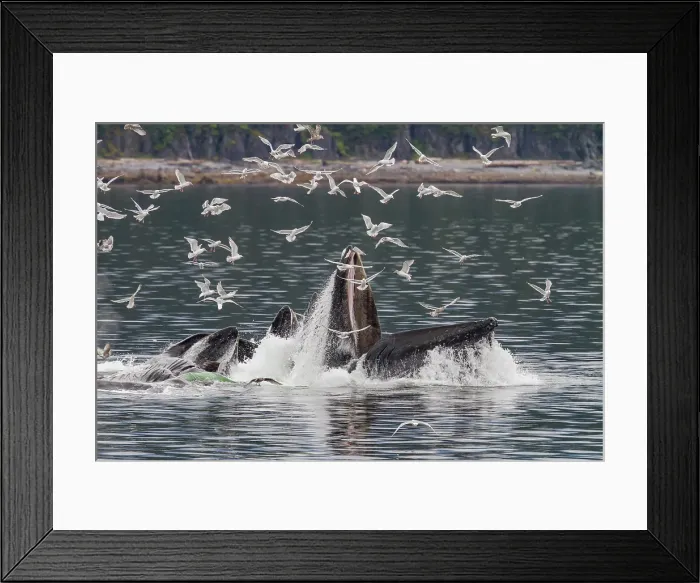 Framed Print : Adult humpback whales (Megaptera novaeangliae) co-operatively bubble-net feeding in Southeast Alaska, United States of America Framed Print : Adult humpback whales (Megaptera novaeangliae) co-operatively bubble-net feeding in Southeast Alaska, United States of America