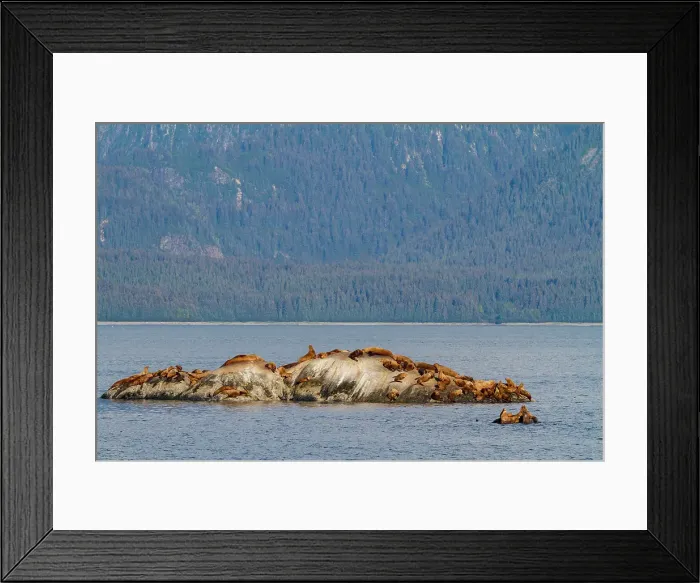 Framed Print : Northern (Steller) sea lions, (Eumetopias jubatus), hauled out on South Marble Island, Glacier Bay National Park, Alaska, United States of America Framed Print : Northern (Steller) sea lions, (Eumetopias jubatus), hauled out on South Marble Island, Glacier Bay National Park, Alaska, United States of America