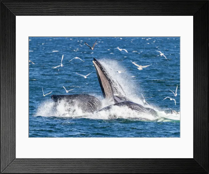 Framed Print : Adult humpback whales (Megaptera novaeangliae) co-operatively bubble-net feeding in Southeast Alaska, United States of America Framed Print : Adult humpback whales (Megaptera novaeangliae) co-operatively bubble-net feeding in Southeast Alaska, United States of America
