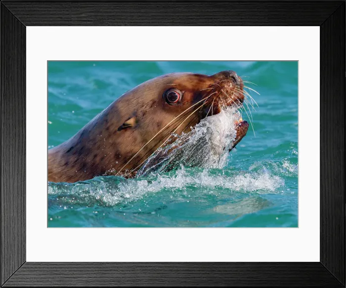 Framed Print : Northern (Steller) sea lion (Eumetopias jubatus) close-up eating a halibut in Southeastern Alaska, United States of America Framed Print : Northern (Steller) sea lion (Eumetopias jubatus) close-up eating a halibut in Southeastern Alaska, United States of America