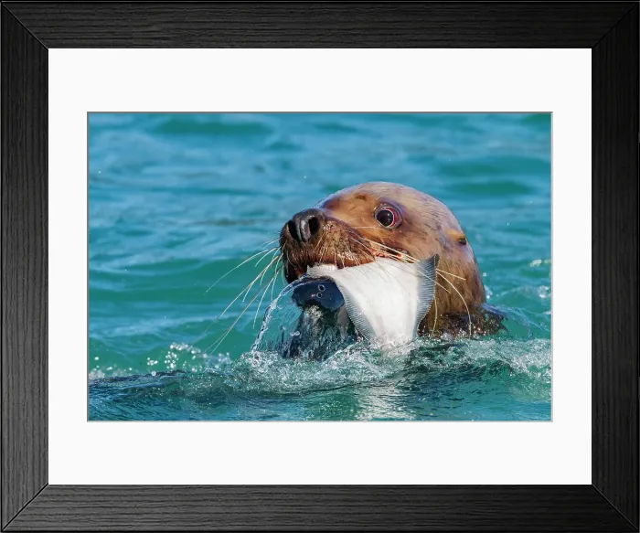 Framed Print : Northern (Steller) sea lion (Eumetopias jubatus) close-up eating a halibut in Southeastern Alaska, United States of America Framed Print : Northern (Steller) sea lion (Eumetopias jubatus) close-up eating a halibut in Southeastern Alaska, United States of America