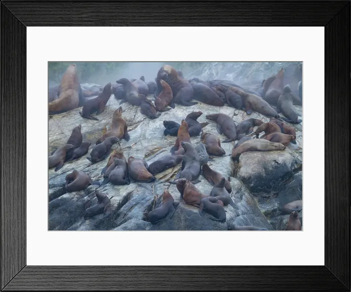 Framed Print : Northern (Steller) sea lions (Eumetopias jubatus) hauled out on South Marble Island in Glacier Bay National Park, Alaska, United States of America Framed Print : Northern (Steller) sea lions (Eumetopias jubatus) hauled out on South Marble Island in Glacier Bay National Park, Alaska, United States of America