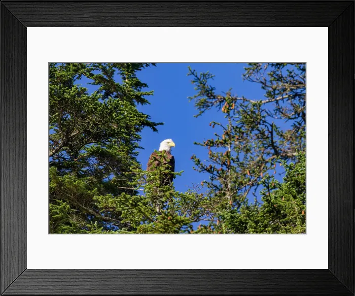 Framed Print : Adult bald eagle (Haliaeetus leucocephalus) perched in Sitka spruce tree, Southeast Alaska, United States of America Framed Print : Adult bald eagle (Haliaeetus leucocephalus) perched in Sitka spruce tree, Southeast Alaska, United States of America
