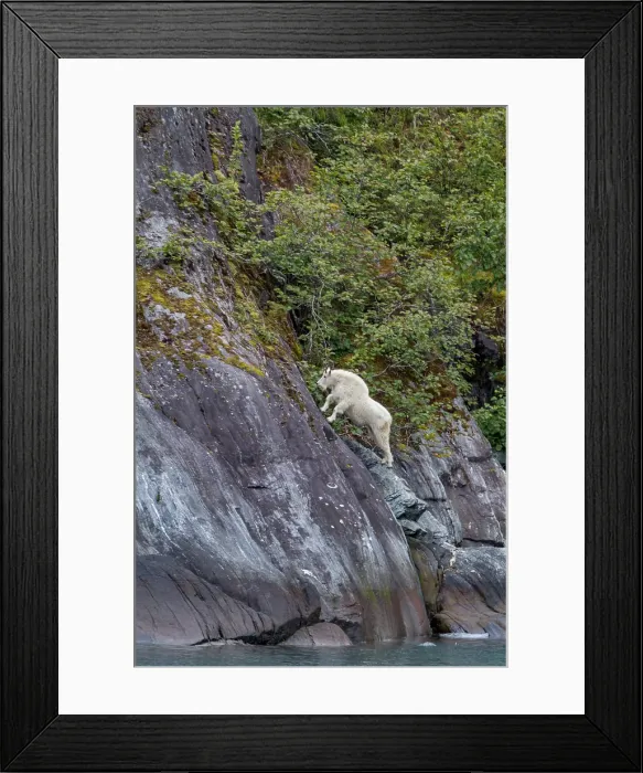 Framed Print : Adult mountain goat (Oreamnos americanus) on cliff face in Tracy Arm, Southeast Alaska, United States of America Framed Print : Adult mountain goat (Oreamnos americanus) on cliff face in Tracy Arm, Southeast Alaska, United States of America