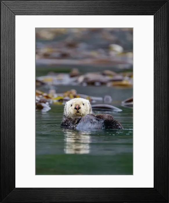 Framed Print : Adult sea otter (Enhydra lutris kenyoni) in kelp bed in Inian Pass, Southeastern Alaska, United States of America Framed Print : Adult sea otter (Enhydra lutris kenyoni) in kelp bed in Inian Pass, Southeastern Alaska, United States of America