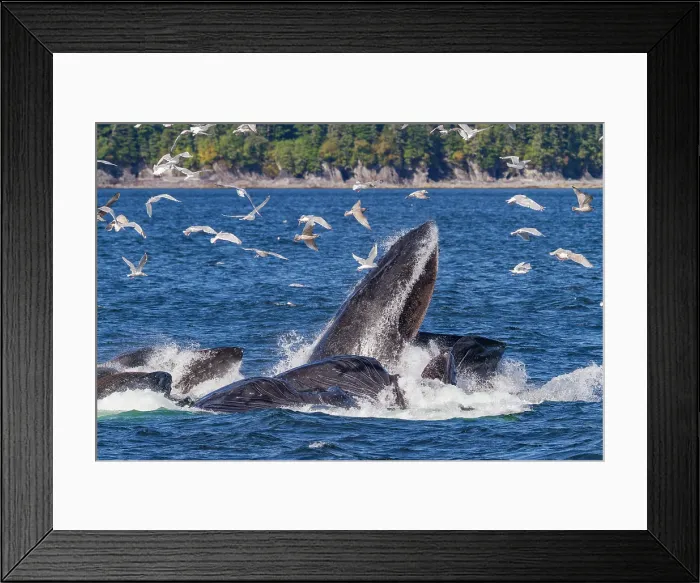 Framed Print : Adult humpback whales (Megaptera novaeangliae) co-operatively bubble-net feeding in Southeast Alaska, United States of America Framed Print : Adult humpback whales (Megaptera novaeangliae) co-operatively bubble-net feeding in Southeast Alaska, United States of America