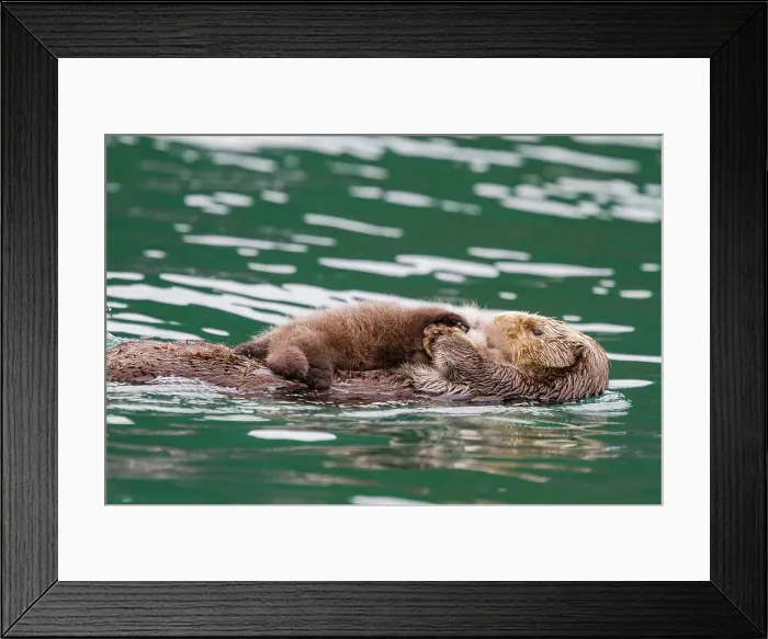 Framed Print : Adult sea otter (Enhydra lutris kenyoni) mother and pup in Inian Pass, Southeastern Alaska, United States of America