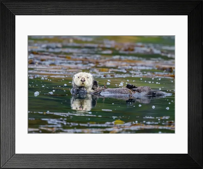 Framed Print : Adult sea otter (Enhydra lutris kenyoni) in kelp bed in Inian Pass, Southeastern Alaska, United States of America Framed Print : Adult sea otter (Enhydra lutris kenyoni) in kelp bed in Inian Pass, Southeastern Alaska, United States of America
